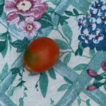 the first ripe tomato