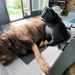 puppies