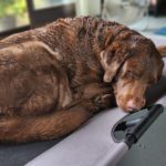dharma sleeps