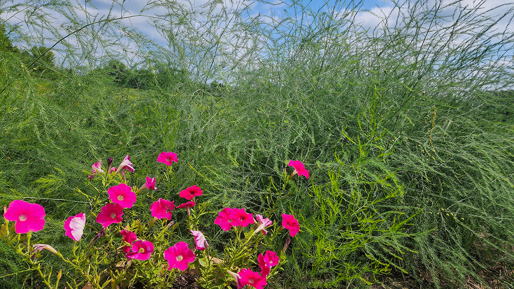 asparagus and flowers