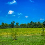 country view