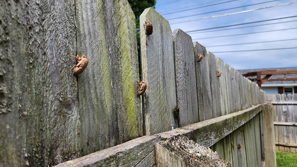 locusts on a privacy fence