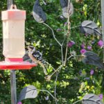 bird on feeder