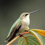 brad the bird