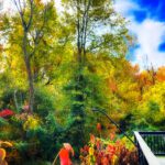 fall foilage
