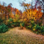 fall foliage 2022