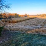 harvested field