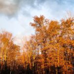 fall photo