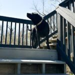 quirky dog personalities