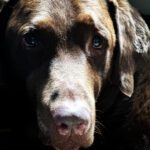 homemade treats - nothing is too good for my puppies!