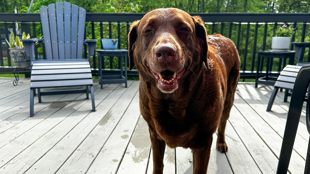 happy hound dog