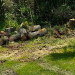 the dead trees are outta here and i'm hemorrhaging money