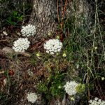 sunset #45 and queen anne's lace