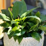 it's september and i'm repotting... and thinking about mums