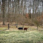Dharma and Merida patrolling the yard