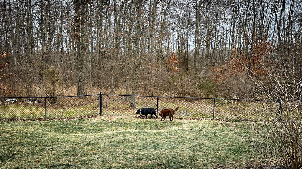 Dharma and Merida patrolling the yard