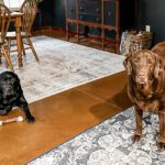 the woes of a dog mom in the winter