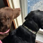 Dharma & Merida want outside.