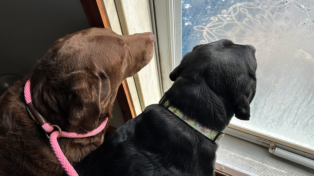 Two labs ready to go outside in the cold.