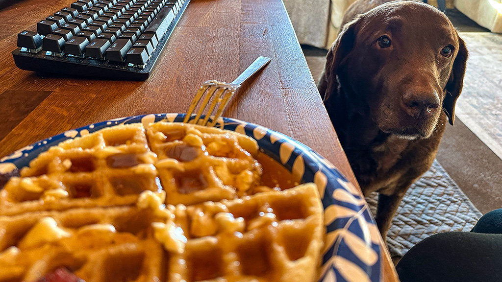 Dharma wants a waffle.