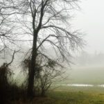 dense fog over a field in rural Indiana