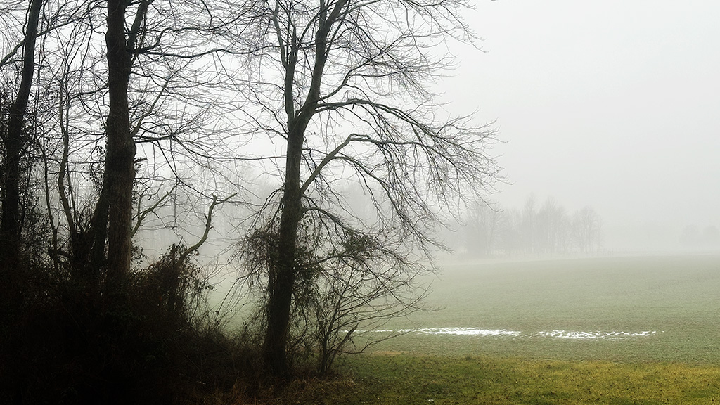 dense fog over a field