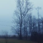 dense fog in winter