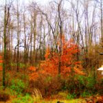 rural living in 2024 (and hopefully beyond)