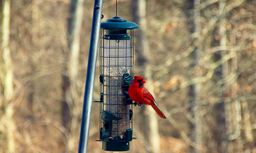 redbird perched on feeder