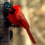 close up view of a red bird