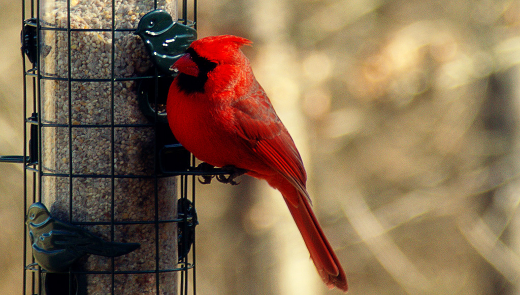close up view of a red bird