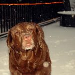 Dharma hopes we get at least a foot of snow!