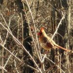 female Cardinal on a branch