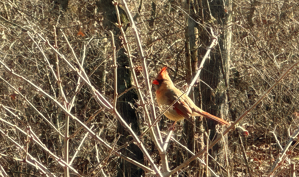 female Cardinal on a branch