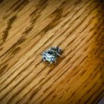 spider on the dining room table