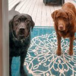 Merida and Dharma want inside.