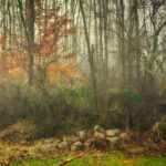 foggy morning in the woods