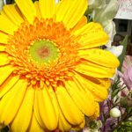 yellow gerbera daisy