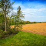 winter wheat field in spring