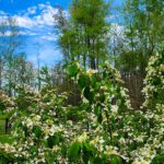 flowering shrubs that attract bees