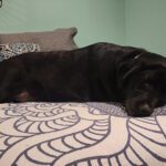 Merida sleeping on the bed