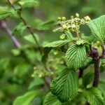 spring blooms on bush