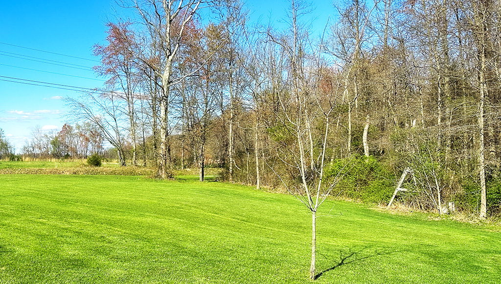 grass at the barndo has been mowed