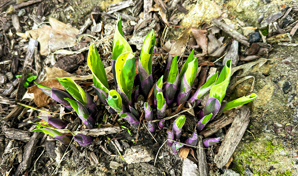 hostas peeking out of the ground in spring