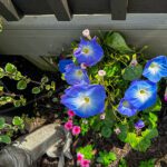 morning glories in bloom