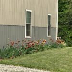 irises in bloom in rural Indiana landscaping