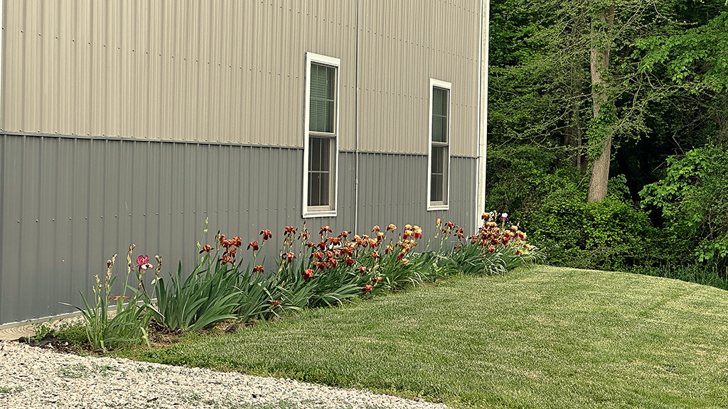 irises in rural Indiana landscaping