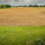 winter wheat field in late May