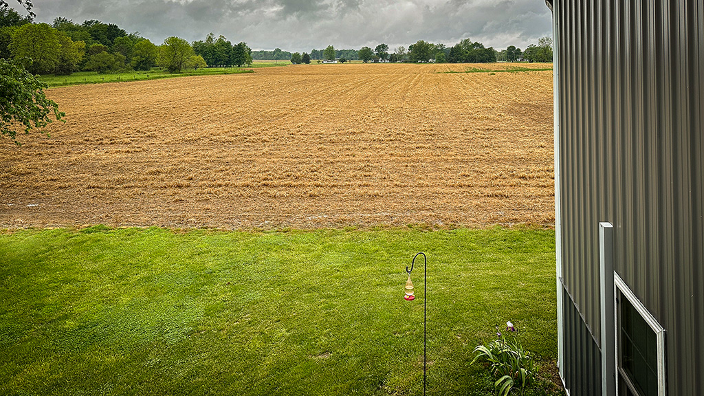 winter wheat field in late May