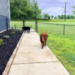 yard needs mowing AGAIN